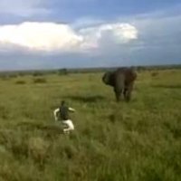 Turista Desafia Elefante em Parque Africano