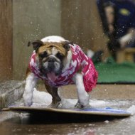 Cães Talentosos em Competição de Skimboarding
