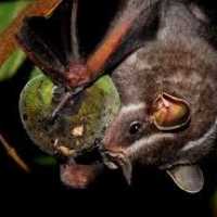Itália Usa Morcegos Para Combater Mosquitos