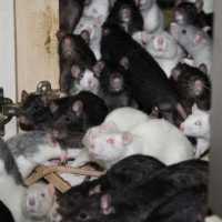 Amante dos Animais Vivia com Trezentos Ratos