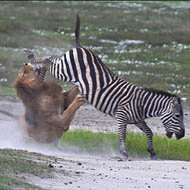 Fotógrafo Flagra Momento em que Zebra dá Coice e Escapa de Ataque de Leão