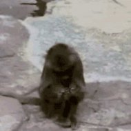 Macaco se Olhando no Espelho