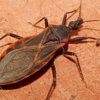 A Doença de Chagas: O que é?