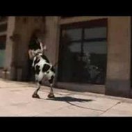 Animação Divertida da Vaca Louca