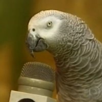 Papagaio Canta, Dança e Imita Outros Animais