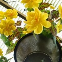 6 Plantas que Melhoram a Qualidade do Ar em Casa