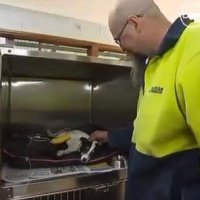 Homem Salva Cachorro com Respiração Boca a Boca