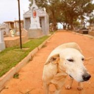 Cachorrinho Vai Morar em Cemitério Após Morte do Dono