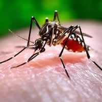 Estados Com Mais Casos de Dengue no Brasil
