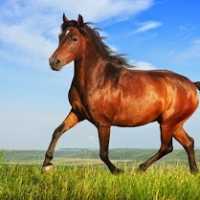 Evolução Genética do Cavalo