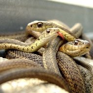 Cobras Descobertas em Sacolas Sob Assentos Causam Caos em Trem