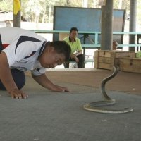 Cobras Viram Animais de Estimação em Aldeia da Tailândia