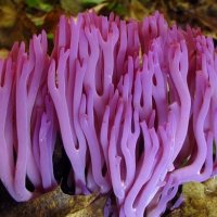 O Planeta dos Fungos - 5 Fungos Fascinates