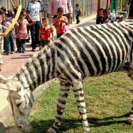 Sem Dinheiro para Comprar Zebra, Zoológico Pinta Burro