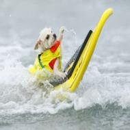 Cães disputam competição de surfe na Califórnia