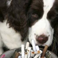 Pets de Fumantes Têm o Dobro de Chance de Terem Câncer