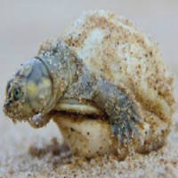 Cientistas Decifram Conversa de Tartarugas 'falantes' no ParÃ¡