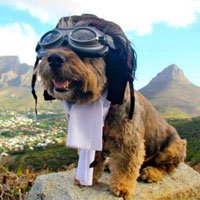 Oscar, o Cão Viajante