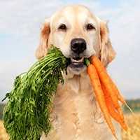 Vegetais e Frutas que Seu Cachorro e Gato Pode Comer