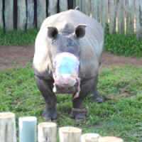 Em Caso Raro, Rinoceronte Tem Chifre Arrancado Por Caçadores e Sobrevive