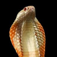 Jovem é Picado por Cobra Venenosa Comprada como Animal de Estimação