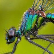14 fotos impressionantes de insetos!