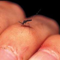 Mosquito Pólvora: Pequeno Mas Muito Nocivo