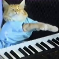 Gato Tocando Piano Vira Mania no YouTube