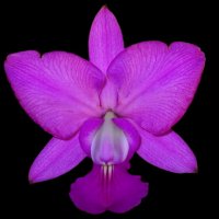 A Orquídea que Vale Ouro