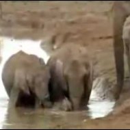Elefantes Salvam Filhote do Lago