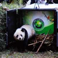 Hua Jiao, uma Panda Gigante é Fotografada Enquanto Deixa uma Caixa