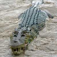 O Momento Exato de um Ataque Mortal de um Crocodilo