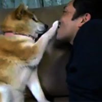 O Cão que Não Gosta de Ser Beijado