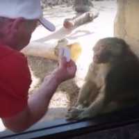 A Reação Deste Macaco ao Ver uma 'Mágica' é Impagável