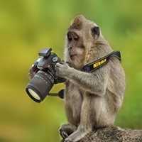 21 Fotos Mostrando Alguns Animais Achando que São Fotógrafos