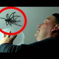Homem Fracassa Tentando Capturar uma Aranha