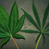 Cannabis Sativa Noticia de Internet