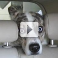 Nunca Deixe seu Cachorro Dentro do Carro no Lava-Jato