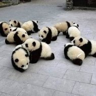 Fotos de Filhotes de Panda em um Berçário na China