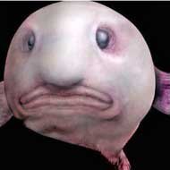 Blobfish: O Peixe Mais Feio do Mundo