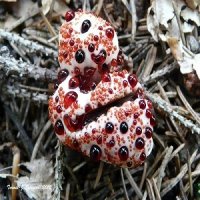 Cogumelos Bizarros