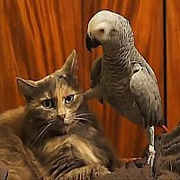 Pássaros Arriscando o Próprio Bico Tirando Onda com Gatos