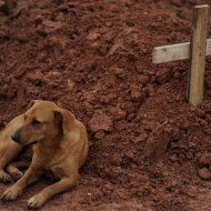 Cão Permanece ao Lado da Sepultura da Dona, Morta na Tragédia no Rio