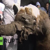 Mamute de 40.000 Anos Chega em Moscou