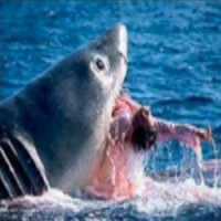 Mulher Assiste Morte de Seu Marido Por um Ataque de Tubarão