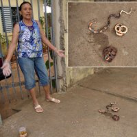 Aposentada Encontra 3 Cobras Corais no Quintal de Casa