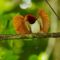 Fotógrafo Passa Oito Anos Documentando Aves Exóticas