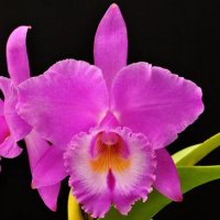 Especialista Dá Dicas Para Cultivar Orquídeas