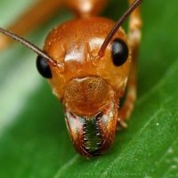 Incríveis Fatos Sobre as Formigas