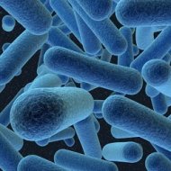 Ciêntistas criam Bactéria Artificial